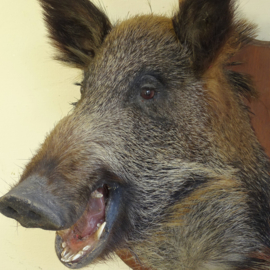 Wild boar head