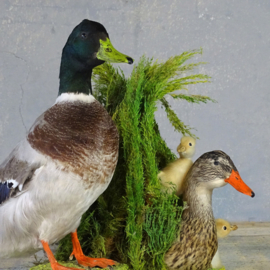 Taxidermy Ducks family