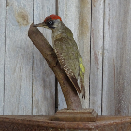 Taxidermy Green woodpacker