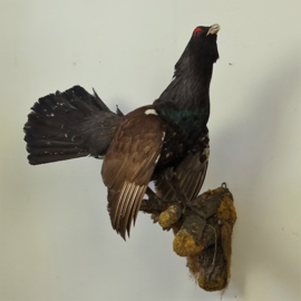 Taxidermy Capercaillie