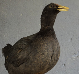 Opgezette Meerkoet