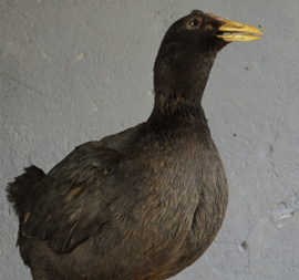 Taxidermy Coot