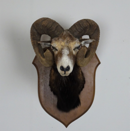Mouflon head