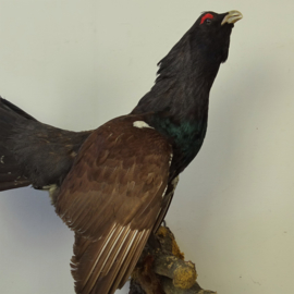 Taxidermy Capercaillie