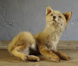 Taxidermy baby fox