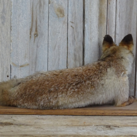 Taxidermy Fox