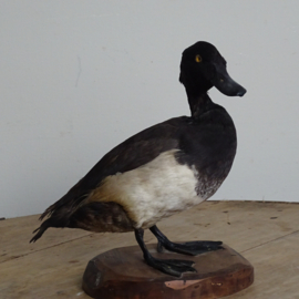 Taxidermy diving duck