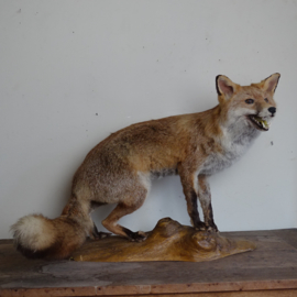 Taxidermy Fox