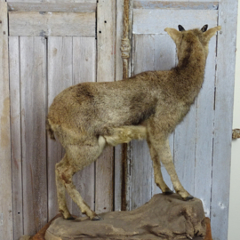 taxidermy lamb of mountain goat
