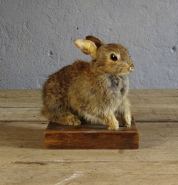 Taxidermy baby bunny