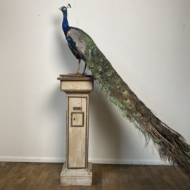 Taxidermy peacock