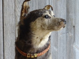 Taxidermy Dog