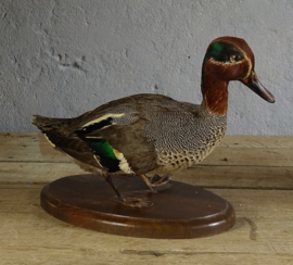 Taxidermy Teal duck