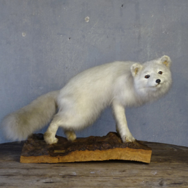 Taxidermy Arctic Fox