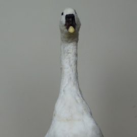 Taxidermy White Goose