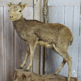 Opgezet lammetje van berggeit