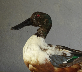 Taxidermy diving duck