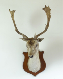 Taxidermy Fallow deer with antlers