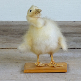 Taxidermy duck chick