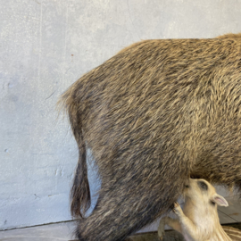 Opgezet wild zwijn met jongen