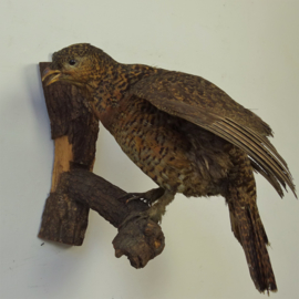 Taxidermy Capercaillie