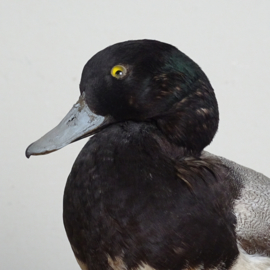 Taxidermy Scottish duck