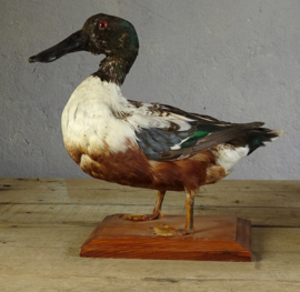 Taxidermy diving duck