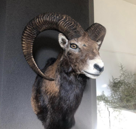Opgezette Mouflon kop