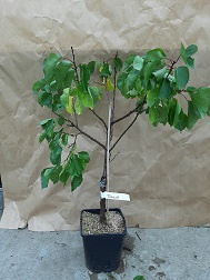 Abrikoos Prunus armeniaca 'Tomcot' ®