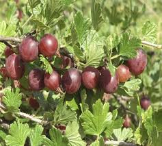 Ribes uva-crispa 'Xenia'®
