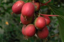 Actinidia arguta 'Geneva'