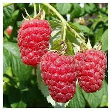 Rubus idaeus 'Autumn Treasure'