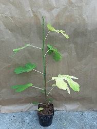 Ficus carica 'Brunswick'