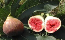 Vijg Ficus carica 'Madeleine Des Deux Saisons'