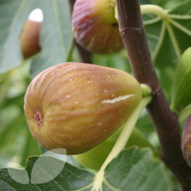 Ficus carica 'Doree'