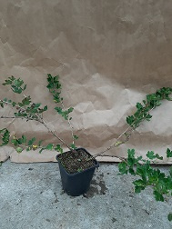 Ribes uva-crispa 'Mucurinus'