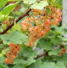 Ribes rubrum 'Pink Champagne'