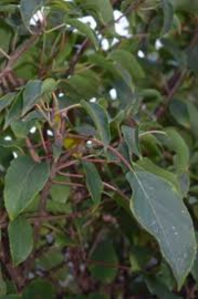 Actinidia arguta Weiki man