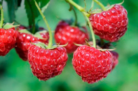 Rubus ideaus 'Willamette'