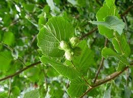 Corylus 'Halle'sche Riesen'