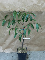 Prunus persica 'Peregrine'