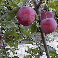 Prunus 'Reine-Claude d'Althan'