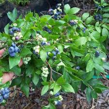 Vaccinium cor. 'Northsky'