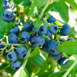 Vaccinium cor. 'Blue Dessert'