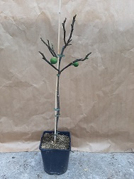 Ficus carica 'Panachee'