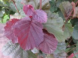 Corylus 'Rode Zellernoot'