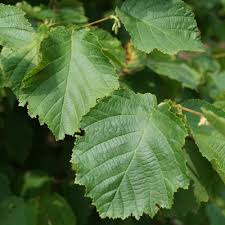 Corylus 'Emoa'