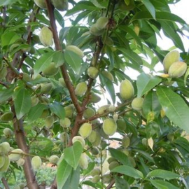Amandel Prunus dulcis 'Robijn'