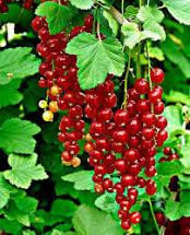 Ribes rubrum 'Rolan'