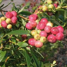 Vaccinium cor. 'Pink Lemonade'